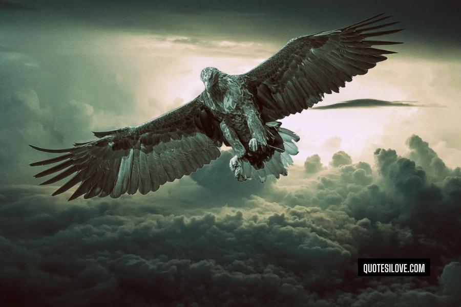 Eagles Fly Alone Quotes