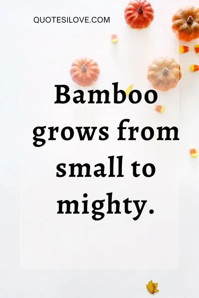 Bamboo Quotes for Instagram