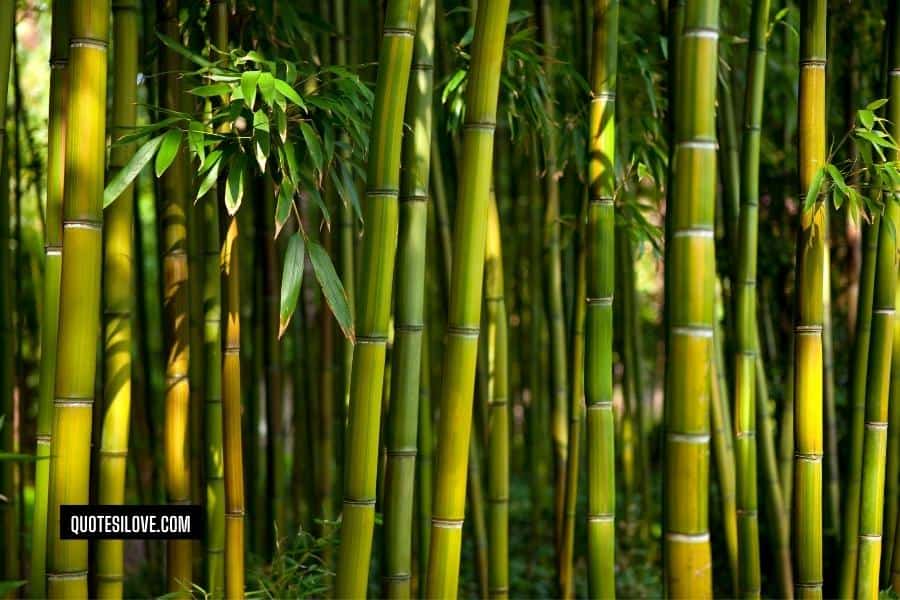Bamboo Quotes for Instagram