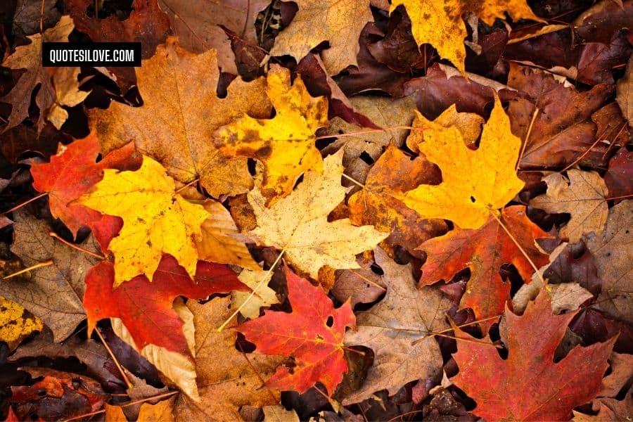 Colourful Fall Leaves Quotes