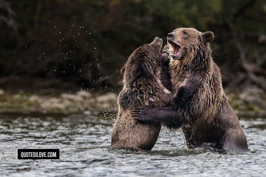 Bear Hugs Quotes