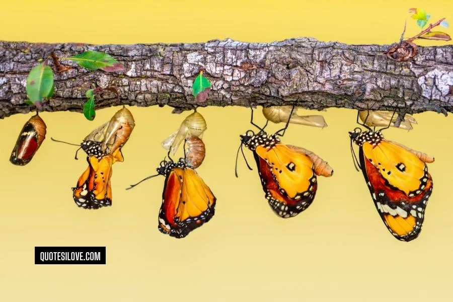 Growth and Transformation Quotes