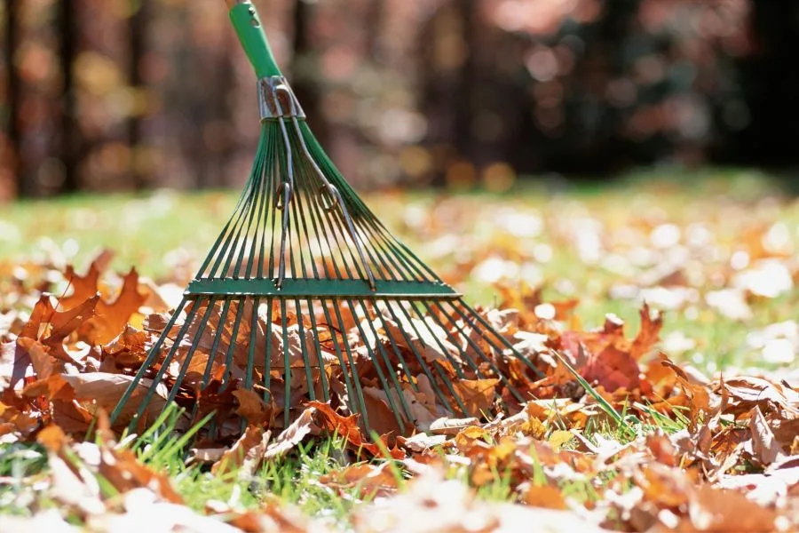 Quotes About Leaves Changing