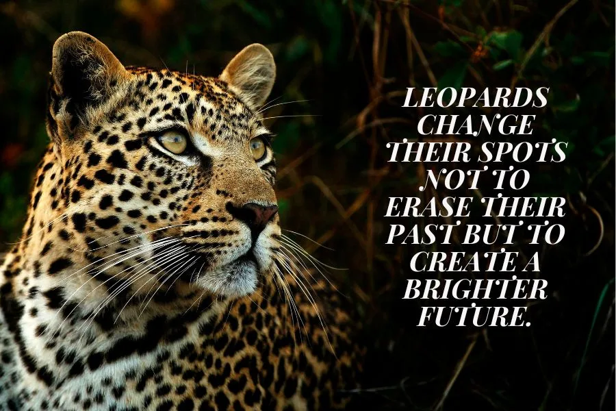Leopard Spots Quotes